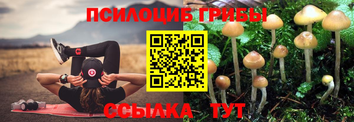 Галлюциногенные грибы Cubensis Волжск